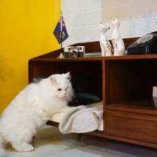 A TV Cabinet for Cats